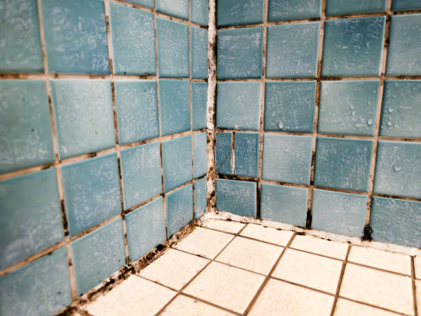 Best Industrial Mold Remediation  in Holly Hills, CO