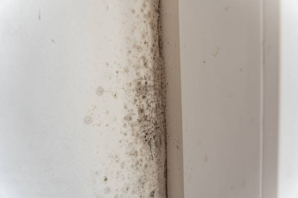 Reliable Holly Hills, CO Mold Removal Solutions