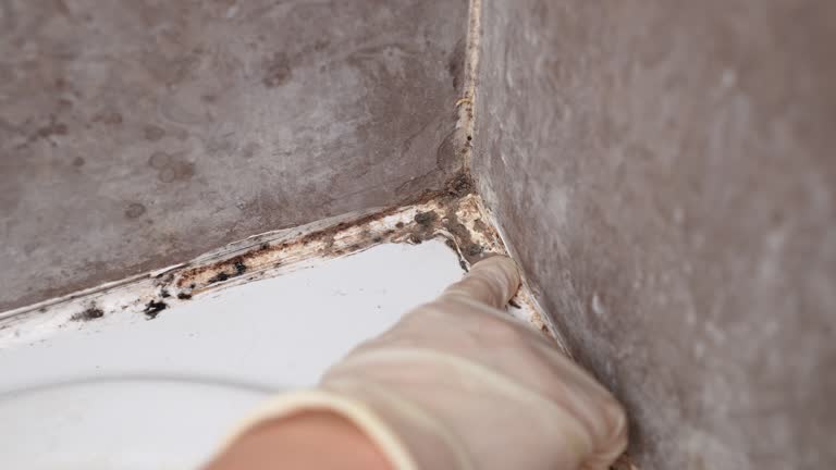 Best Asbestos and Lead Testing During Mold Inspection  in Holly Hills, CO