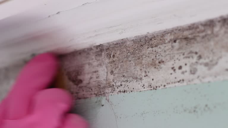 Best Mold Odor Removal Services  in Holly Hills, CO